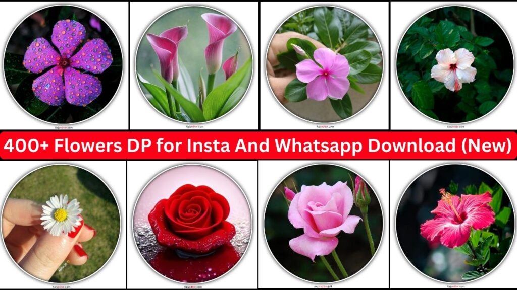 400+ Flowers Dp For Insta And Whatsapp Download (new)