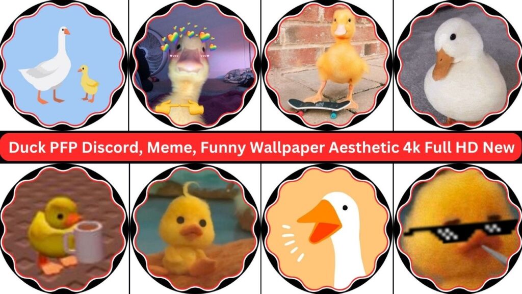 Duck Pfp Discord, Meme, Funny, Matching, Wallpaper & Aesthetic